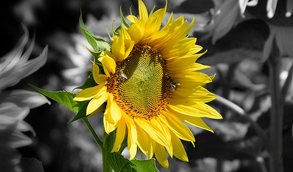 chromaluxe-prints-sunflower