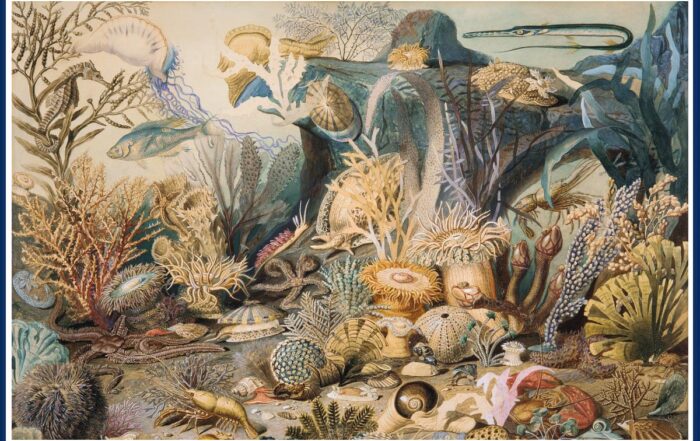 Ocean Life Christian Schussele (1824–1879)