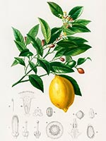 Lemon Citrus Limonium - Charles d'Orbigny Verneuil