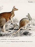 The Red Kangaroo - Macropus Rufus - Charles D'Orbigny